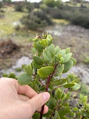 Arctostaphylos manzanita