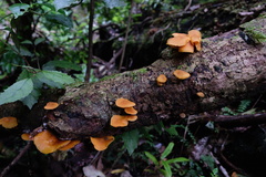 Heimiomyces velutipes