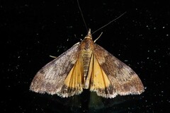 Uresiphita maorialis