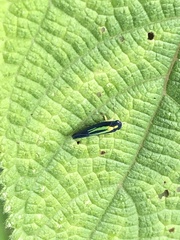 Juliaca dorsisignata