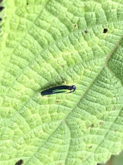 Juliaca dorsisignata