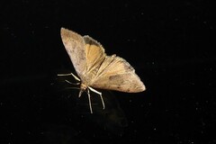 Uresiphita maorialis