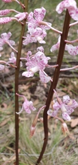 Dipodium pardalinum