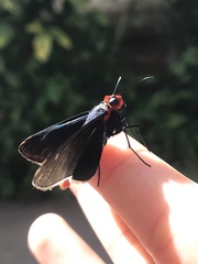 Pyrrhopygopsis socrates