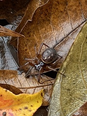 Steatoda nobilis