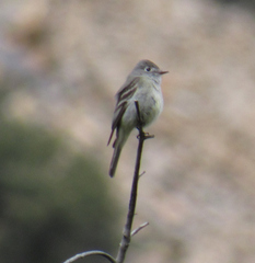 Empidonax hammondii