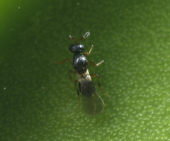 Platygastrinae