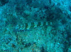 Amblyeleotris periophthalmus