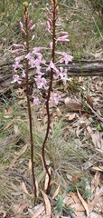 Dipodium pardalinum