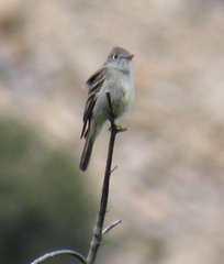Empidonax hammondii