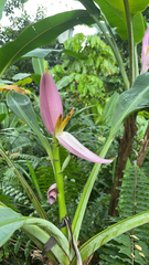 Musa ornata