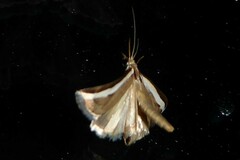 Orocrambus flexuosellus