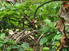 Arachnothera longirostra