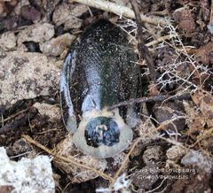 Blaberus craniifer