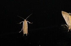 Orocrambus flexuosellus
