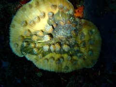 Mycedium elephantotus