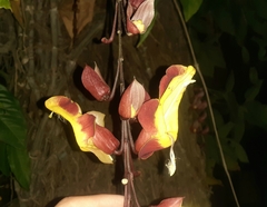 Thunbergia mysorensis