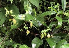 Gomphrenoideae