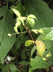 Gomphrenoideae
