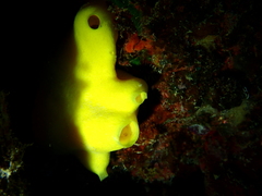 Leucetta chagosensis