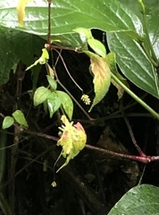 Gomphrenoideae