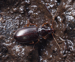 Platynini