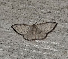 Idaea coercita