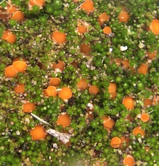 Lamprospora
