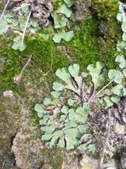 Plagiochasma rupestre