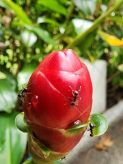 Dolichoderus thoracicus