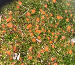 Lamprospora