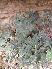 Notholaena standleyi