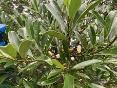 Magnolia compressa