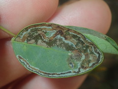 Phyllocnistis diaugella