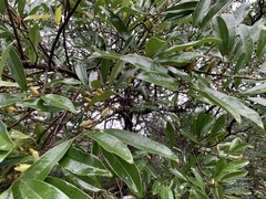 Magnolia compressa