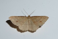 Epicyme rubropunctaria