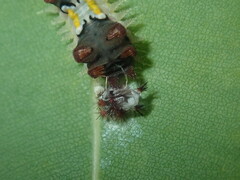 Doratifera vulnerans