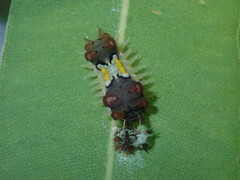 Doratifera vulnerans