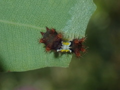 Doratifera vulnerans