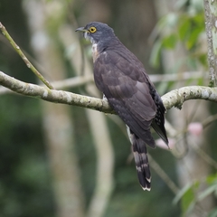 Hierococcyx sparverioides