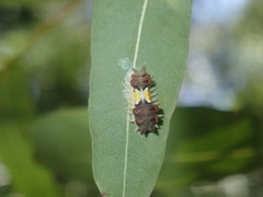 Doratifera vulnerans