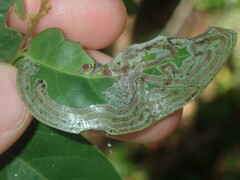 Phyllocnistis diaugella