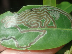 Phyllocnistis diaugella