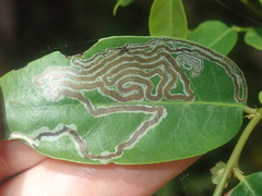 Phyllocnistis diaugella