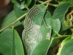 Phyllocnistis diaugella