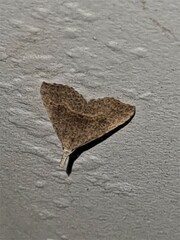 Trigonistis asthenopa