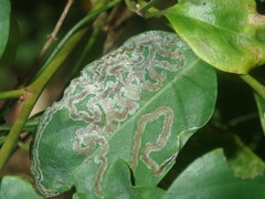 Phyllocnistis diaugella