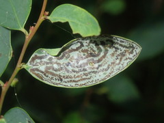 Phyllocnistis diaugella