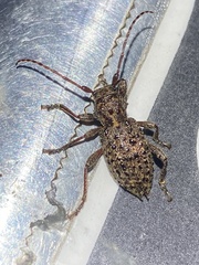 Plectrura spinicauda