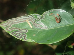 Phyllocnistis diaugella